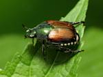 Beetles In My Backyard