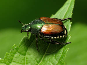 Beetles In My Backyard