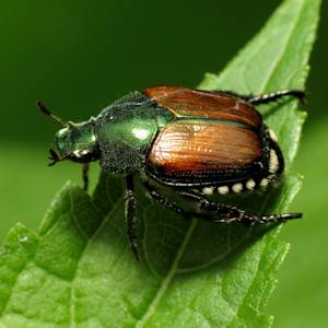 Beetles In My Backyard