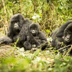 Approaching Gorillas, Dian Fossey