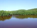 Puerto del Manglar Red Mangrove Restoration