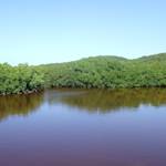 Puerto del Manglar Red Mangrove Restoration