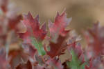 Shinnery Oak, Quercus havardii