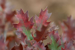 Shinnery Oak, Quercus havardii