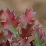 Shinnery Oak, Quercus havardii