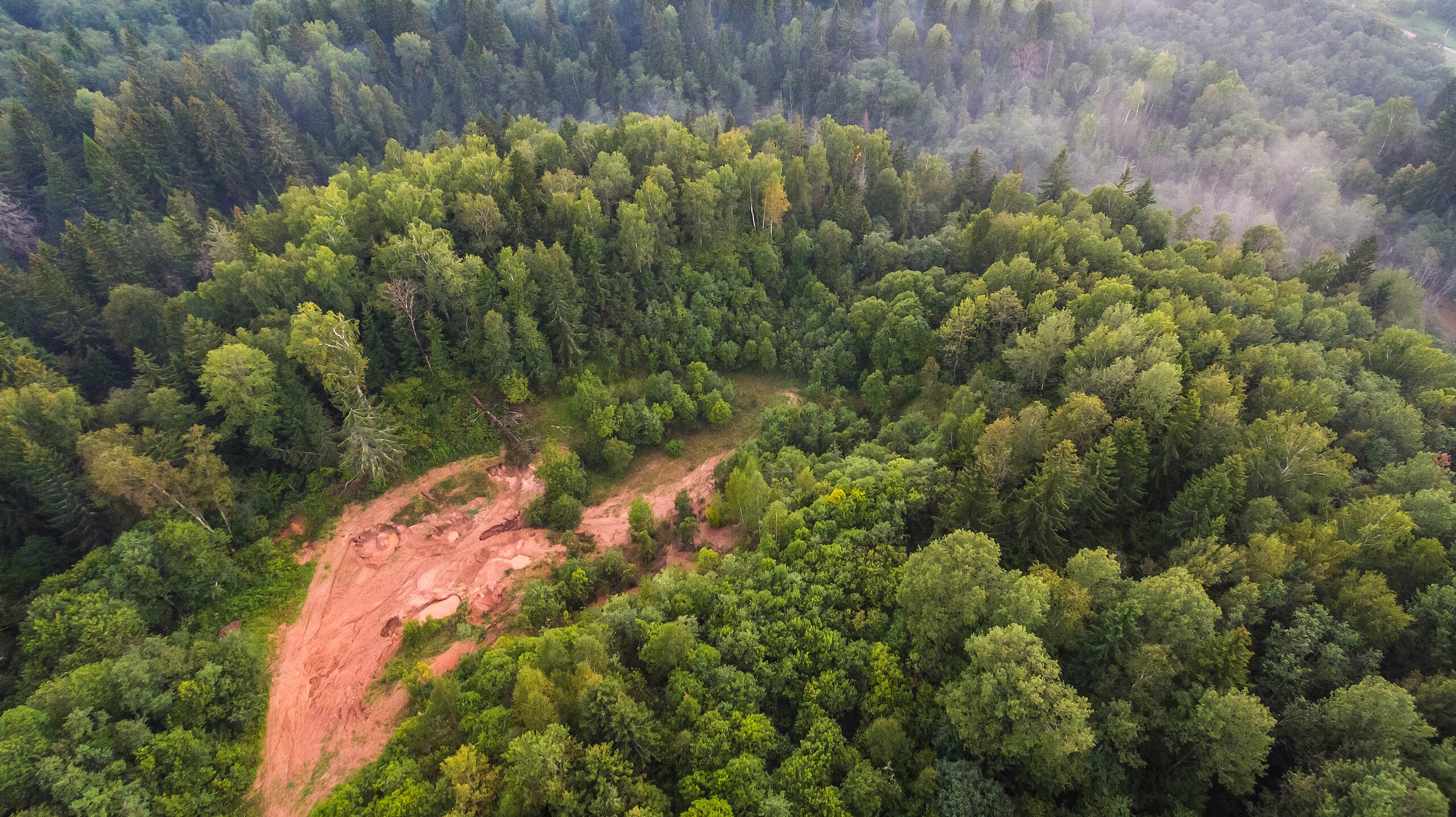 What is missing? | The Boreal Forest