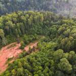 The Boreal Forest