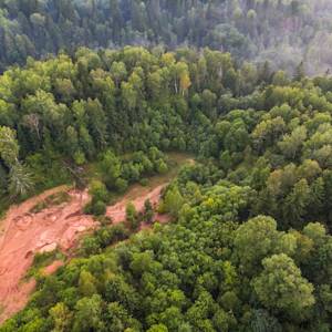 The Boreal Forest