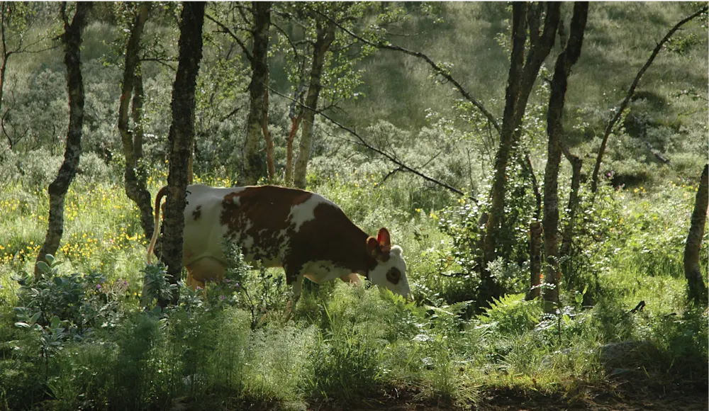 Greenprint feature image Pasture