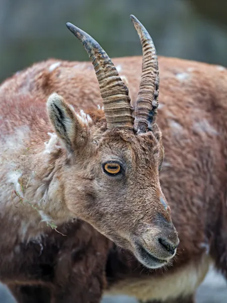 What is missing? | Pyrenean Ibex Extinct