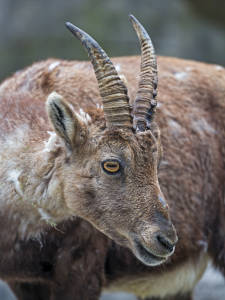 Pyrenean Ibex Extinct