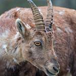 Pyrenean Ibex Extinct