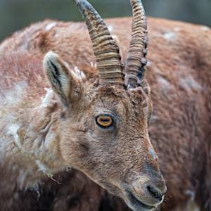 Pyrenean Ibex Extinct