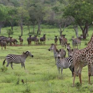 Selous Game Researve