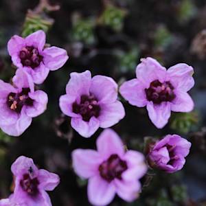 Purple saxifrage