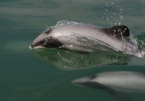 Maui's dolphin