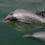 Maui's dolphin