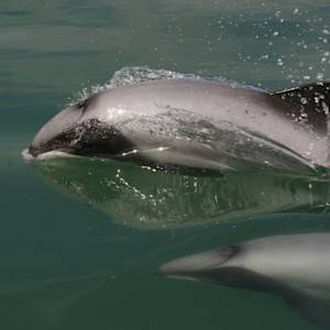 Maui's dolphin