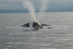 Northern right whale listed as endangered