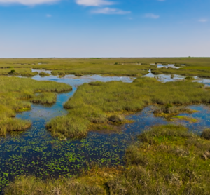 Wetlands