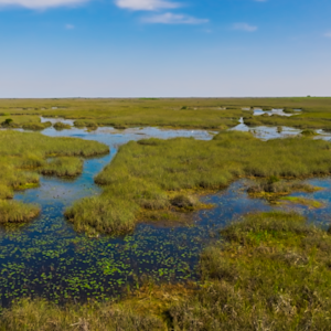 Wetlands