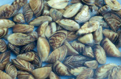 Introduction of the zebra mussel in North American waters