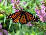 Summer Without Monarchs