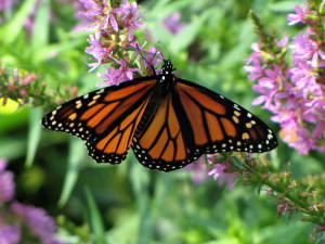 Summer Without Monarchs