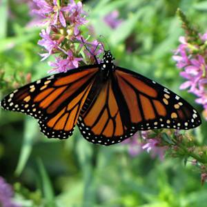 Summer Without Monarchs