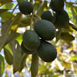 Avocado tree doesn't produce anymore