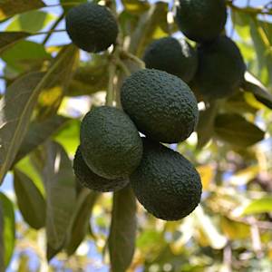 Avocado tree doesn't produce anymore
