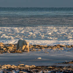 Polar bears in southern Hudson Bay could go extinct by 2030s