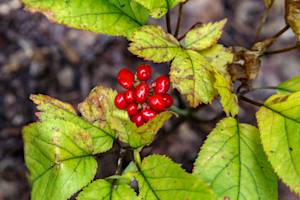 American gingseng