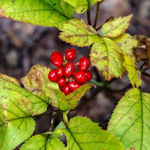 American gingseng