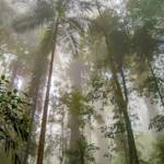 Gondwana Rainforests