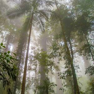 Gondwana Rainforests