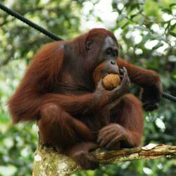 The Reduction of Orangutan Populations