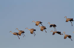 Majestic flock of sandhill cranes