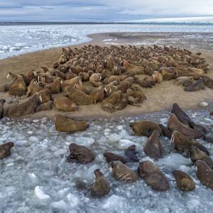 Parks & Reserves: Russian Arctic (Russkaya Arktika) National Park