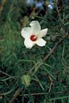 Neches River Rose-Mallow 