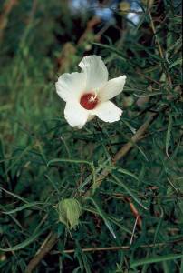 Neches River Rose-Mallow 