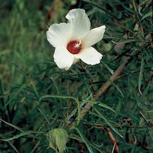 Neches River Rose-Mallow