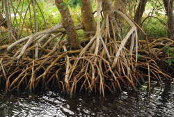 Everglades mangroves absorb billions of dollars in carbon emissions