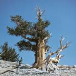 Bristlecone Pine