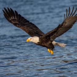 Bald eagle delisted in the lower 48 states