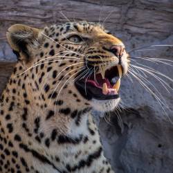 Mexico Jaguar Population increases by 20% in Eight Years  