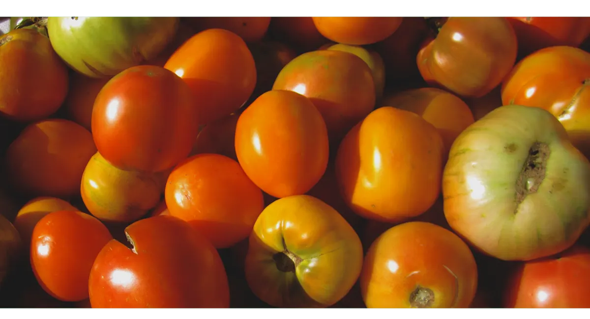 reduce food waste images - tomatoes