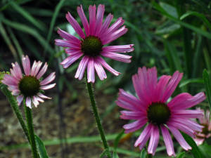 Tennessee purple coneflower