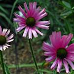 Tennessee purple coneflower
