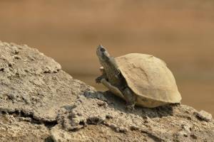 Red-crowned Roof turtle